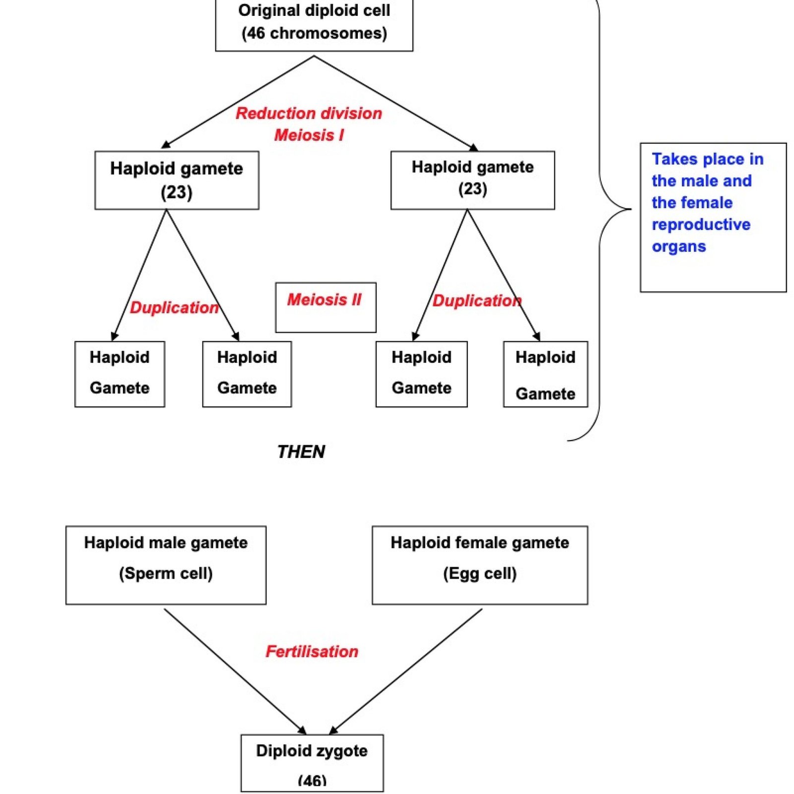 Genetics And Inheritance Grade 12 Notes Questions And Answers Pdf