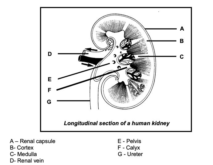 Longitudinal-section-of-a-human-kidney