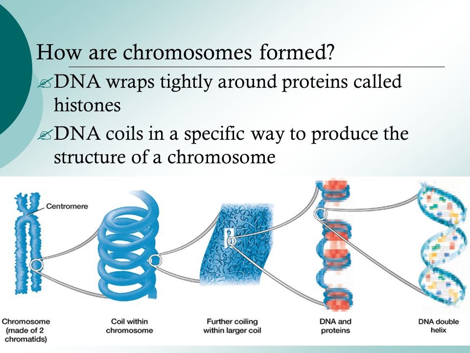 The Part that Unwinds to become Chromosomes