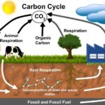 Main Differences between Photosynthesis and Respiration in table form