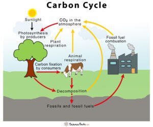 Main Differences between Photosynthesis and Respiration in table form ...