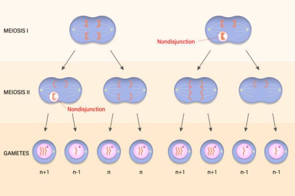 Abnormal meiosis Grade 12 Life Sciences Notes with Activities Questions ...