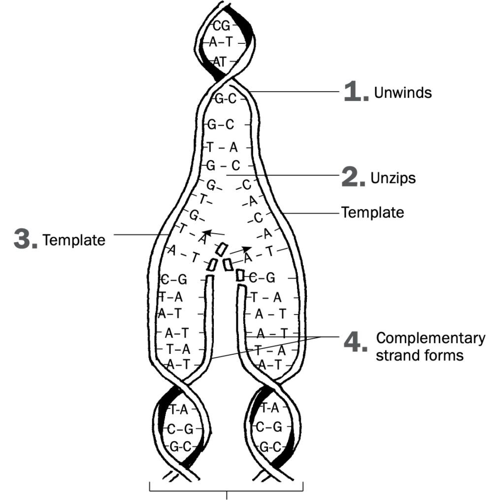 DNA Replication And Its Significance Grade 12 Life Sciences Notes With 