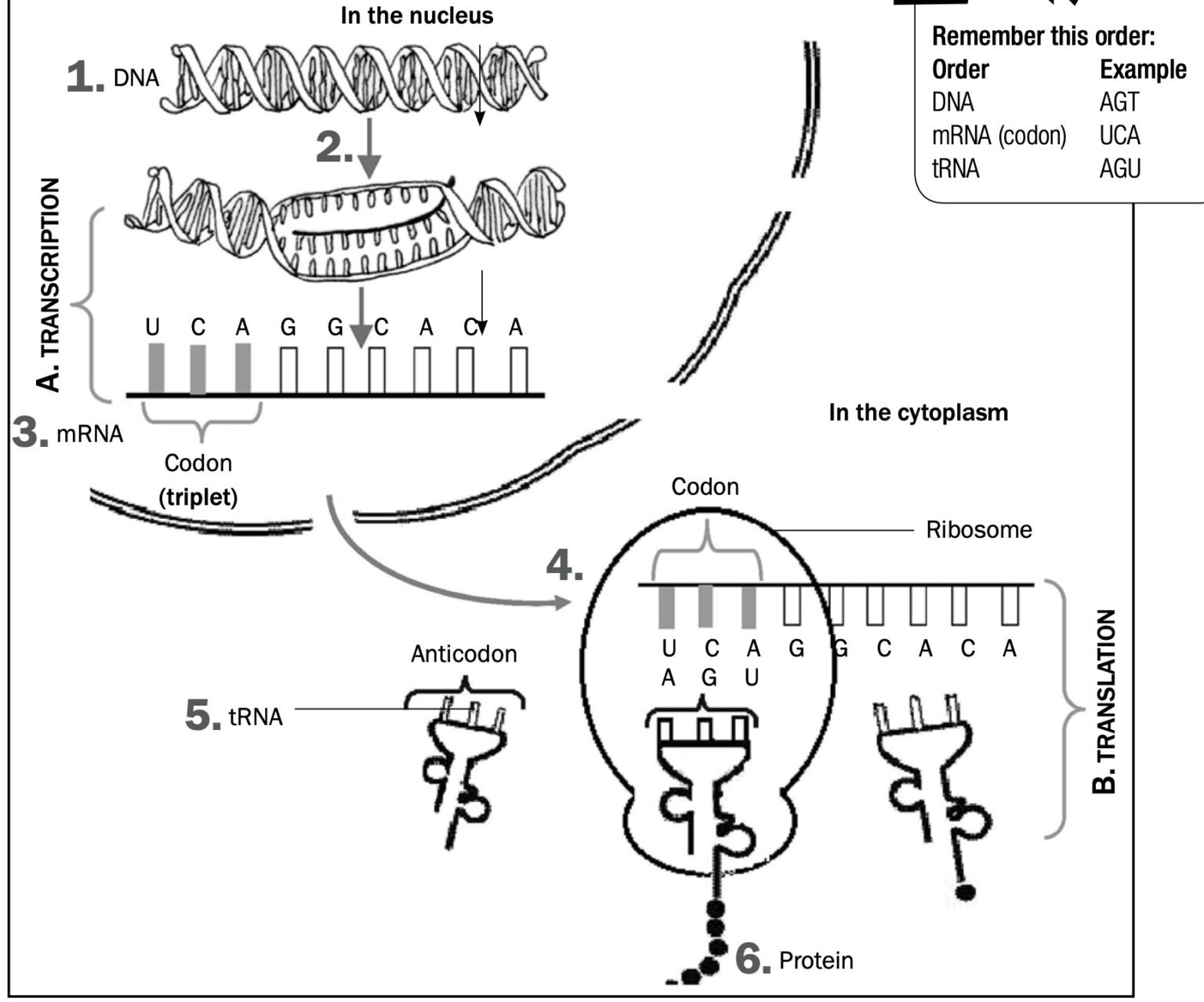 Protein Synthesis Grade 12 Life Sciences Notes With Activities ...