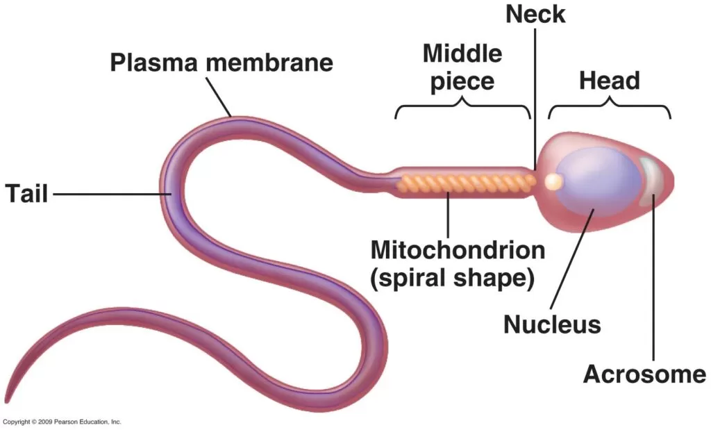 Structure of a sperm cell