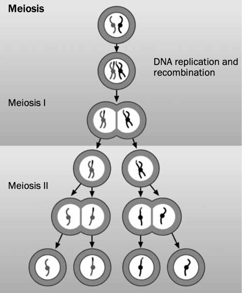 critical thinking questions about meiosis