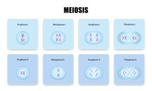 Life Sciences Grade 12 Paper 1 and Paper 2 Essential Revision Notes pdf ...