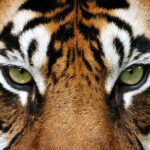 Novel: The Life of Pi English Grade 12: Mind the Gap Guide pdf download