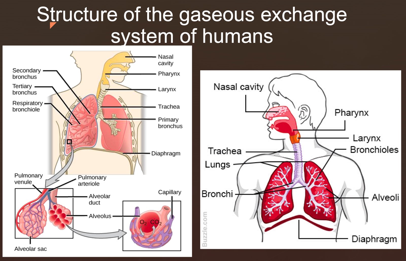Structure of the gaseous exchange system of humans