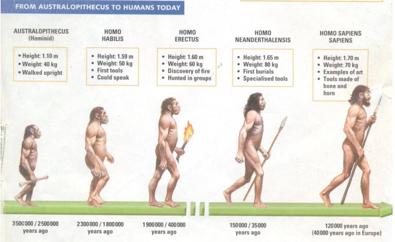 GRADE 12 LIFE SCIENCES EVOLUTION NOTES PDF DOWNLOAD visual data 3