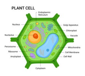 10 Names of the Smallest Parts that make up a plant » My Courses