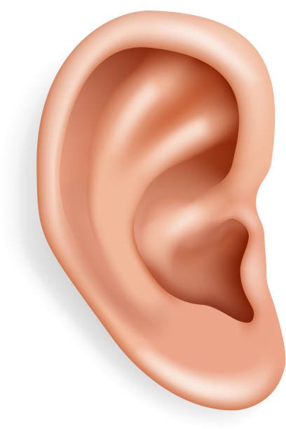 Ear shape