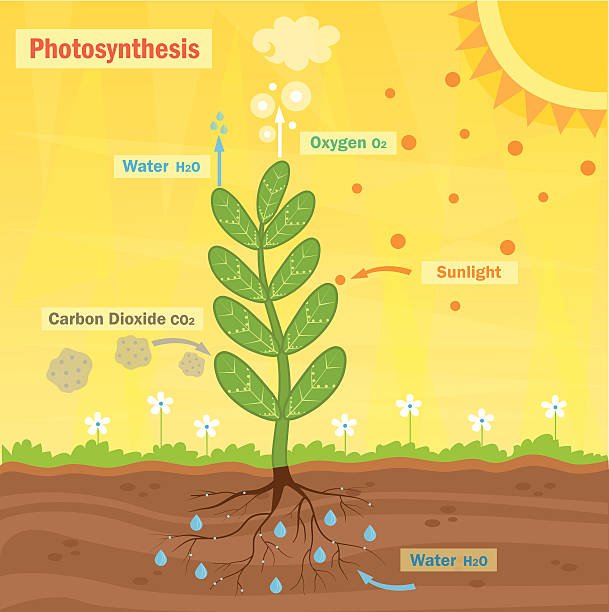 In what form is the Glucose Produced by Plants during Photosynthesis