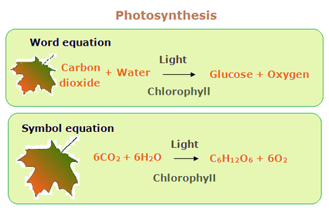 Writing Down the Word Equation for Photosynthesis - Life Sciences Q & A