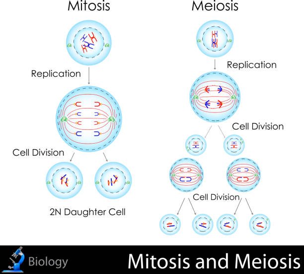 Meiosis Practical Grade 12 2023 Guide CAPS South Africa