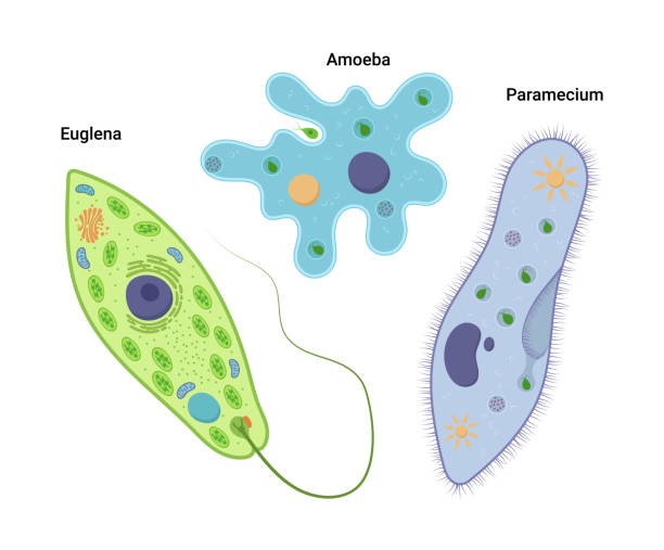 Organisms with True Nucleus Enclosed by a Nuclear Membrane