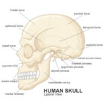hat Part of the Body does a Cranium Protect