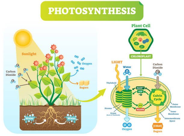 Main Differences between Photosynthesis and Respiration in table form ...