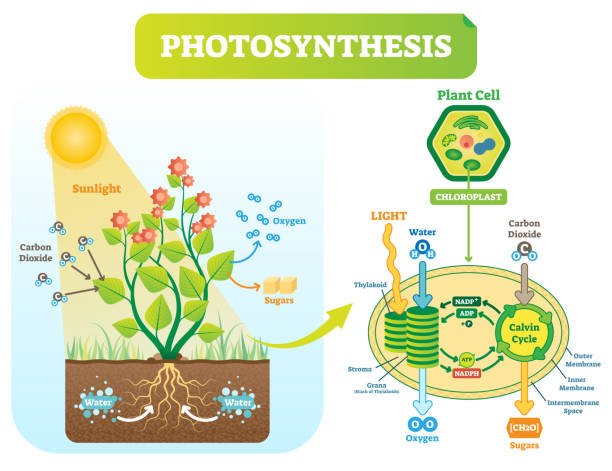 The Historical Perspective of Photosynthesis