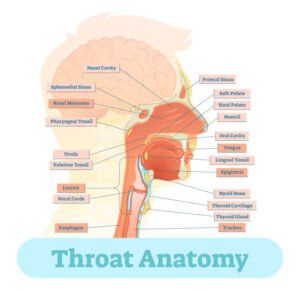 What is The Importance of the Epiglottis During Swallowing » My Courses