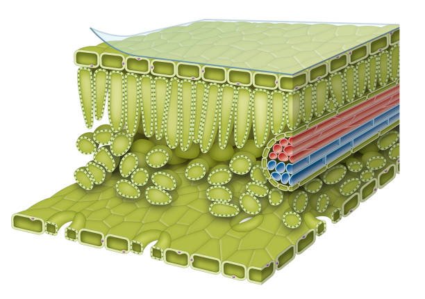 How the Spongy Mesophyll Cells are Adapted for Their Functions