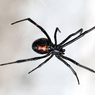 How Many Species of Spiders are Poisonous?