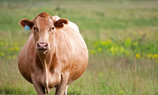 9 Common Pregnancy Abnormalities in Cows: An In-Depth Guide for Farmers and Veterinarians