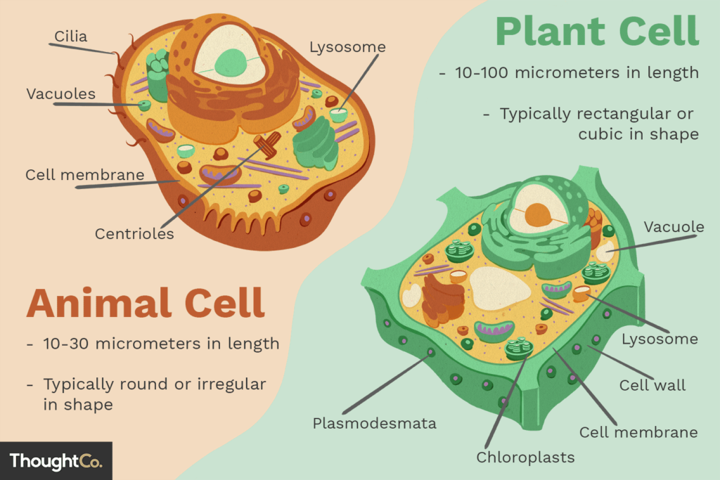 Difference Between Plant Cell and Animal Cell for Class 9