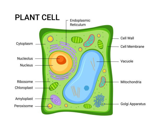 Difference Between Plant Cell and Animal Cell for Class 9